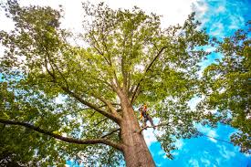 Best Storm Damage Tree Cleanup  in Little River, SC